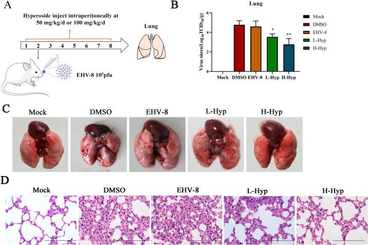 https://cdn.ncbi.nlm.nih.gov/pmc/blobs/53d3/11019850/4f53232f2832/jvi.00159-24.f011.jpg