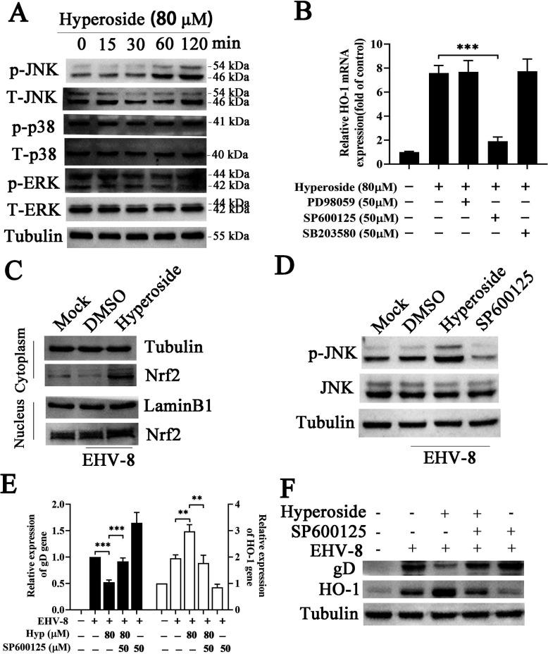 https://cdn.ncbi.nlm.nih.gov/pmc/blobs/53d3/11019850/fc33ccc07615/jvi.00159-24.f010.jpg