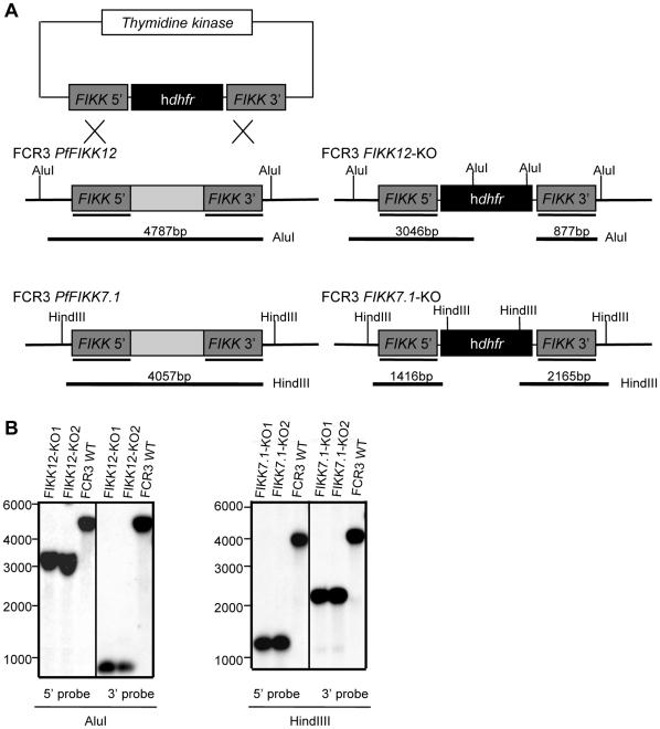 https://cdn.ncbi.nlm.nih.gov/pmc/blobs/53d4/2909202/7b140d0b01e9/pone.0011747.g001.jpg