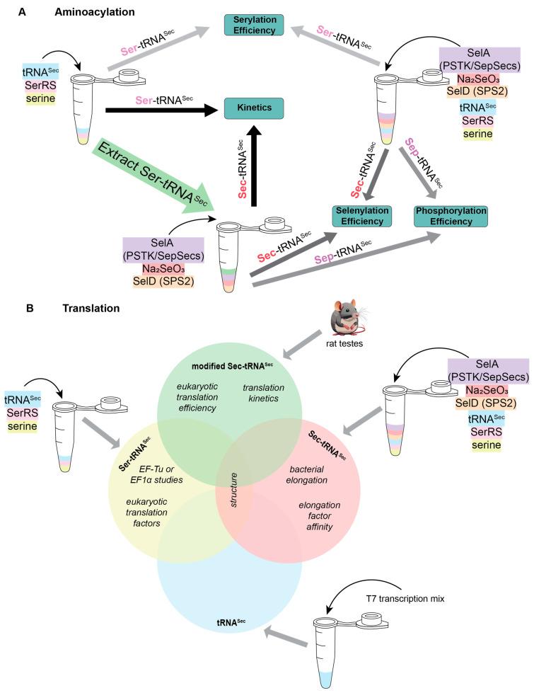 https://cdn.ncbi.nlm.nih.gov/pmc/blobs/53d5/11431864/11b76ad67872/ijms-25-10101-g002.jpg