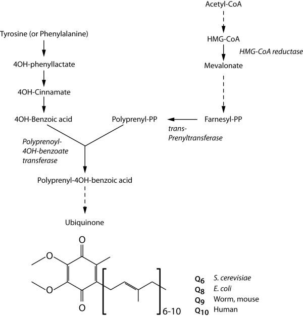 https://cdn.ncbi.nlm.nih.gov/pmc/blobs/53d6/3274489/68562b299e6a/1476-511X-10-243-2.jpg