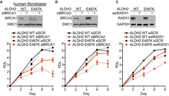 https://cdn.ncbi.nlm.nih.gov/pmc/blobs/53d7/5623864/48def51e61d0/EMMM-9-1398-g011.jpg