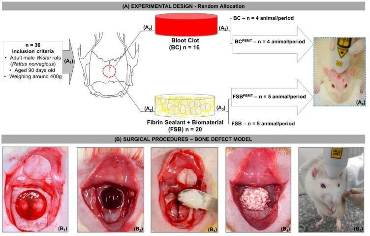 https://cdn.ncbi.nlm.nih.gov/pmc/blobs/53d7/6479442/069ea1ed4d3c/ijms-20-01761-g004.jpg