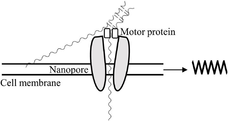 https://cdn.ncbi.nlm.nih.gov/pmc/blobs/53d8/11168482/5f2ad5a90637/gr3.jpg
