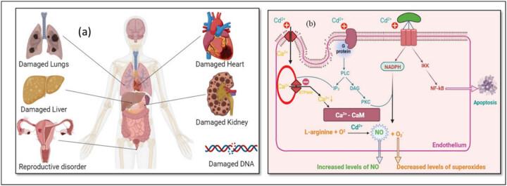 https://cdn.ncbi.nlm.nih.gov/pmc/blobs/53dd/12355368/56328e64f398/j_biol-2025-1131-fig001.jpg