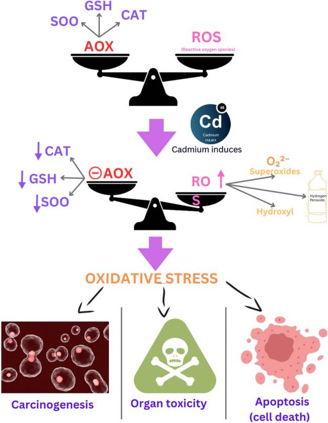 https://cdn.ncbi.nlm.nih.gov/pmc/blobs/53dd/12355368/57a55b6f3ebe/j_biol-2025-1131-fig002.jpg