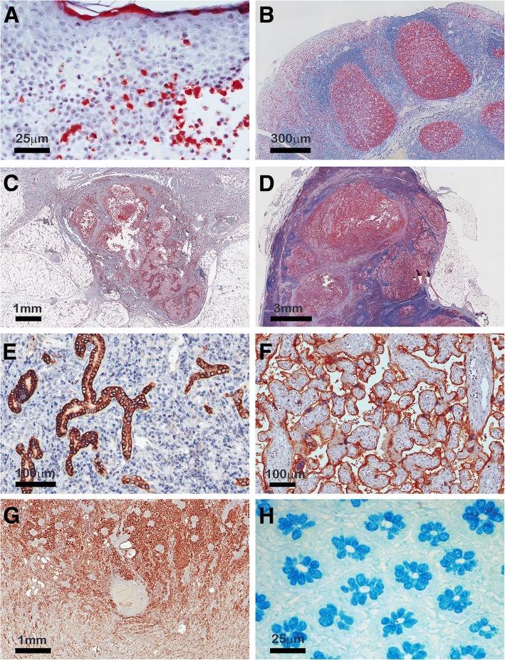 https://cdn.ncbi.nlm.nih.gov/pmc/blobs/53de/6191943/538625d720d4/12859_2018_2302_Fig2_HTML.jpg