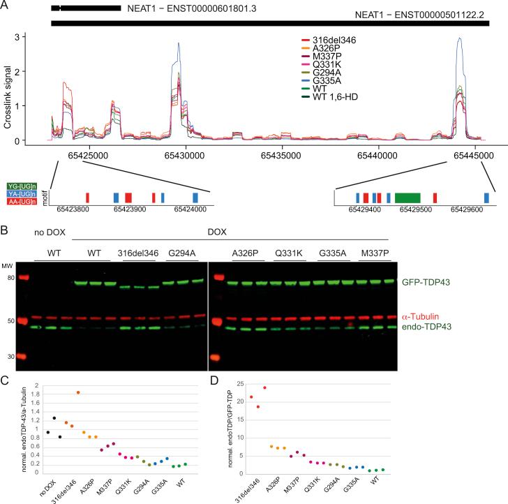 https://cdn.ncbi.nlm.nih.gov/pmc/blobs/53de/8445024/96367f89f430/figs6.jpg