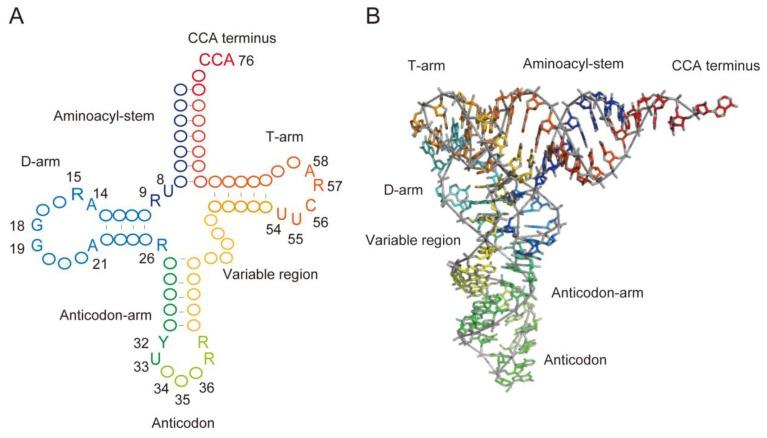 https://cdn.ncbi.nlm.nih.gov/pmc/blobs/53e4/6313347/0fb4c01d538b/microorganisms-06-00110-g001.jpg