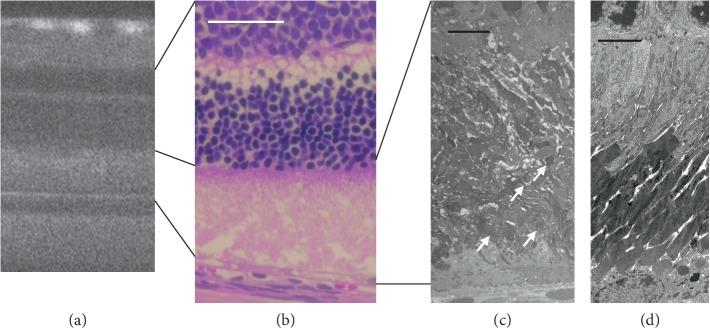 https://cdn.ncbi.nlm.nih.gov/pmc/blobs/53eb/6875330/e0d3248a01bc/BMRI2019-8276140.007.jpg