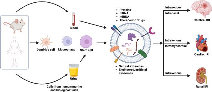 https://cdn.ncbi.nlm.nih.gov/pmc/blobs/53ec/11061094/e3dc1baba43a/40580_2024_423_Fig1_HTML.jpg