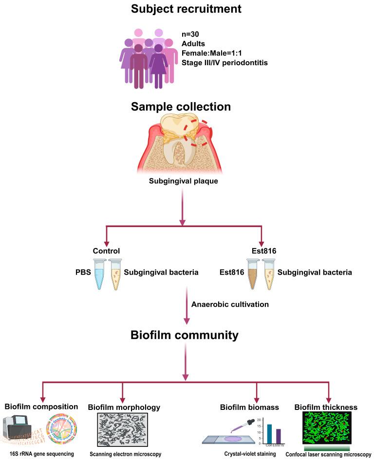 https://cdn.ncbi.nlm.nih.gov/pmc/blobs/53ed/12385154/df5c519444be/dentistry-13-00372-g001.jpg
