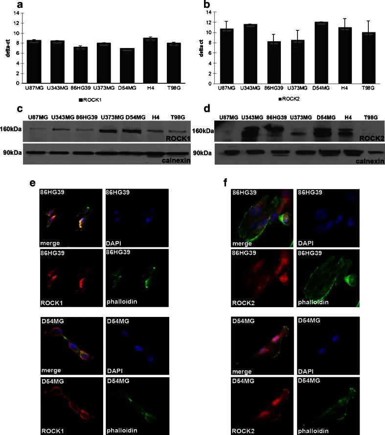 https://cdn.ncbi.nlm.nih.gov/pmc/blobs/53ed/3950623/0f66375c4564/12035_2013_8568_Fig1_HTML.jpg
