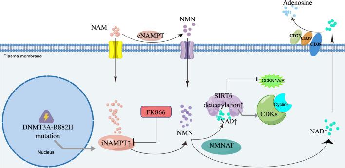 https://cdn.ncbi.nlm.nih.gov/pmc/blobs/53ef/10355022/695777d20e07/12967_2023_4323_Fig7_HTML.jpg
