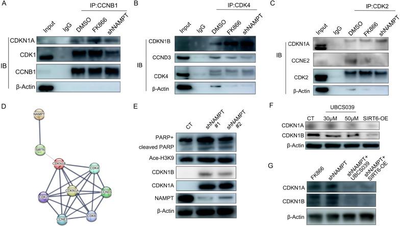 https://cdn.ncbi.nlm.nih.gov/pmc/blobs/53ef/10355022/7287a7644b5a/12967_2023_4323_Fig4_HTML.jpg