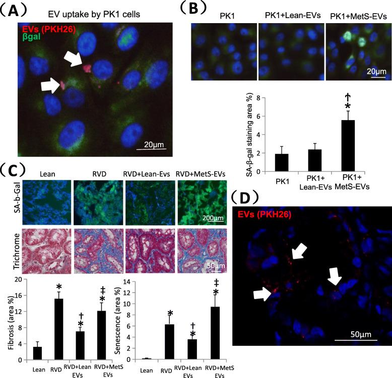 https://cdn.ncbi.nlm.nih.gov/pmc/blobs/53f0/7425605/0746d5107eca/12964_2020_624_Fig2_HTML.jpg