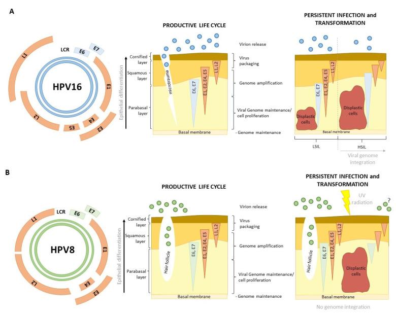 https://cdn.ncbi.nlm.nih.gov/pmc/blobs/53f3/10674601/4a2d50b927a7/viruses-15-02253-g001.jpg