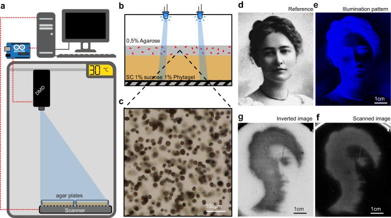 https://cdn.ncbi.nlm.nih.gov/pmc/blobs/53f3/10761962/4c1da5607bb1/41467_2023_44379_Fig4_HTML.jpg