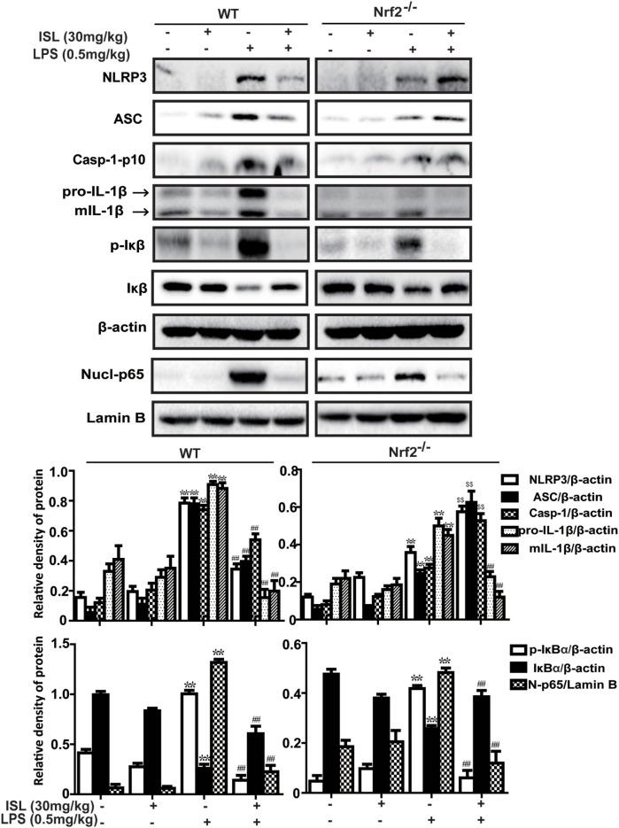 https://cdn.ncbi.nlm.nih.gov/pmc/blobs/53f3/5677786/398a197ca27c/fimmu-08-01518-g010.jpg