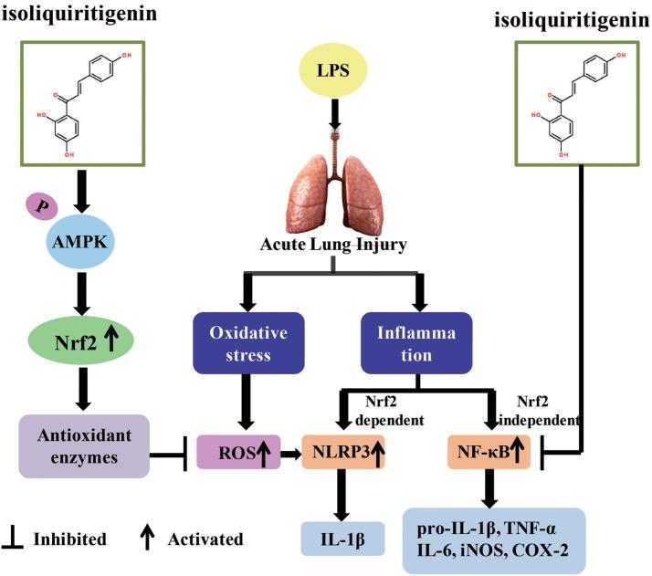 https://cdn.ncbi.nlm.nih.gov/pmc/blobs/53f3/5677786/759b9c0acc5d/fimmu-08-01518-g011.jpg