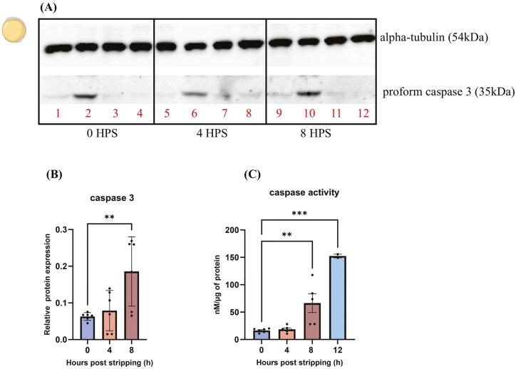 https://cdn.ncbi.nlm.nih.gov/pmc/blobs/53f6/11757700/0218c68a54d7/skaf002_fig8.jpg