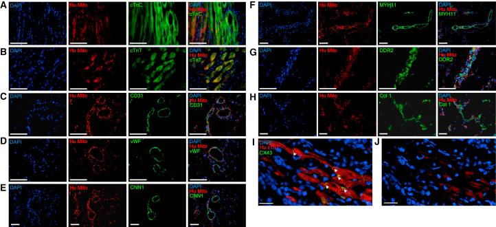 https://cdn.ncbi.nlm.nih.gov/pmc/blobs/53f7/4720015/9f0281474ec3/gr7.jpg