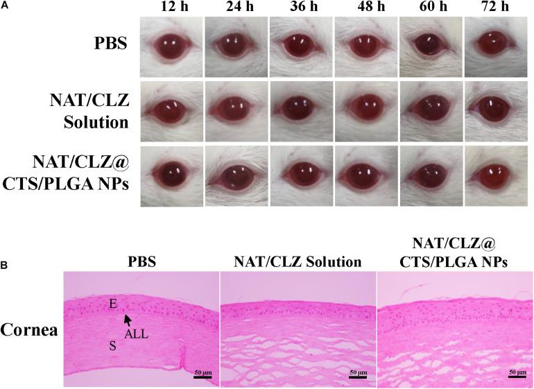 https://cdn.ncbi.nlm.nih.gov/pmc/blobs/53f7/7973235/b67d435c4823/fbioe-09-635485-g007.jpg