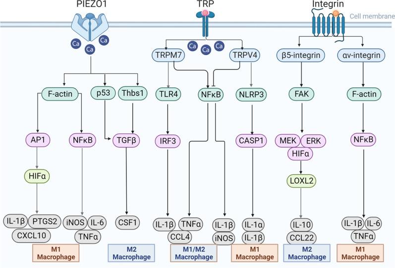 https://cdn.ncbi.nlm.nih.gov/pmc/blobs/53f9/10800063/544cd151b452/12967_2023_4810_Fig2_HTML.jpg
