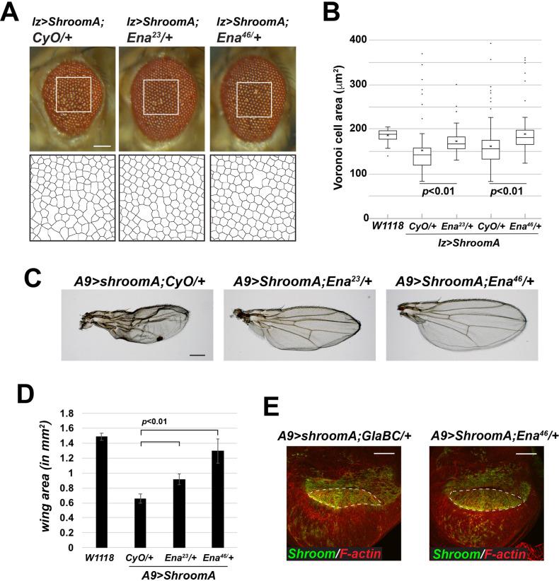 https://cdn.ncbi.nlm.nih.gov/pmc/blobs/53fa/7875558/188f6f205e82/biolopen-10-055640-g6.jpg