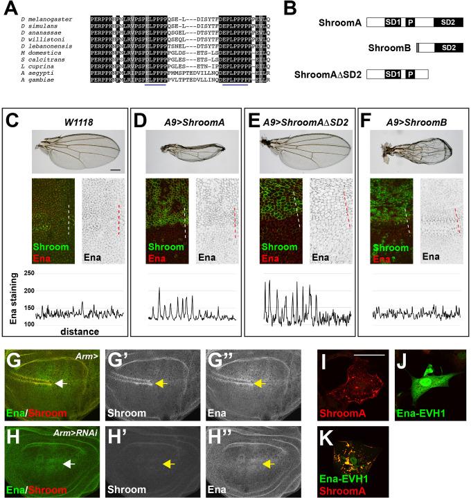 https://cdn.ncbi.nlm.nih.gov/pmc/blobs/53fa/7875558/1ae50b4392df/biolopen-10-055640-g8.jpg