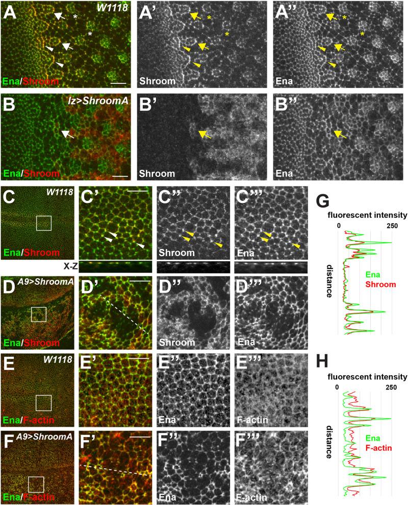 https://cdn.ncbi.nlm.nih.gov/pmc/blobs/53fa/7875558/1cf3b20429a7/biolopen-10-055640-g7.jpg