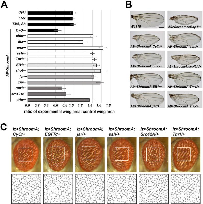 https://cdn.ncbi.nlm.nih.gov/pmc/blobs/53fa/7875558/4bd38e2e0de9/biolopen-10-055640-g4.jpg