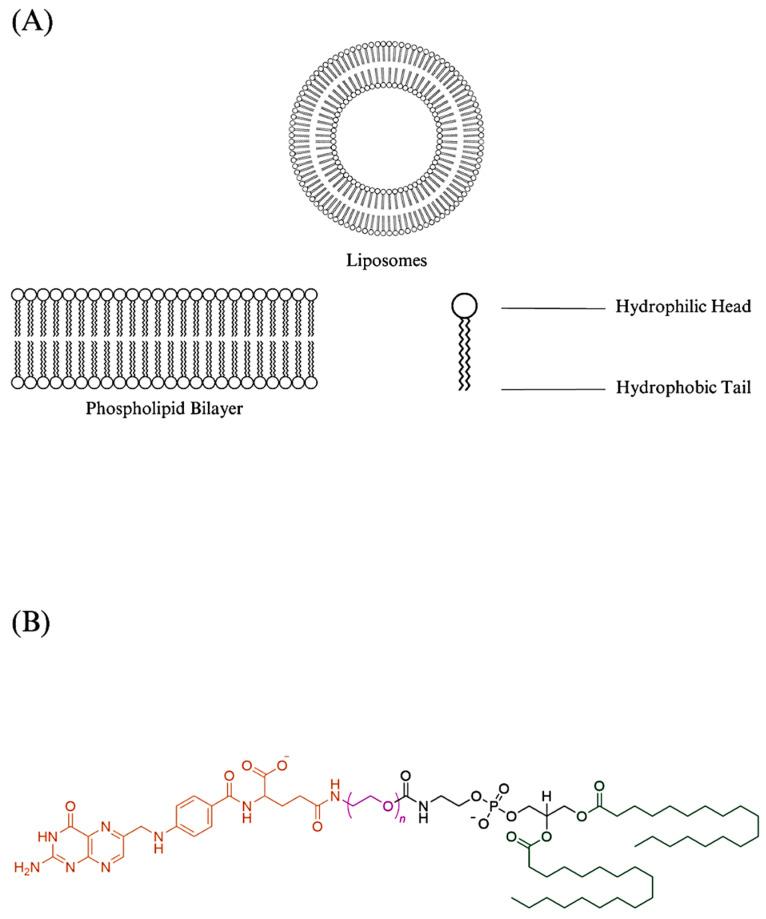 https://cdn.ncbi.nlm.nih.gov/pmc/blobs/53fd/10376941/4168bcec1c88/biomedicines-11-02080-g002.jpg