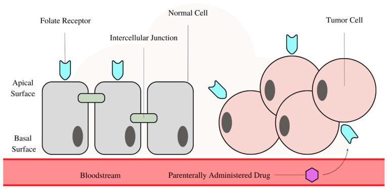 https://cdn.ncbi.nlm.nih.gov/pmc/blobs/53fd/10376941/dc252602697b/biomedicines-11-02080-g001.jpg