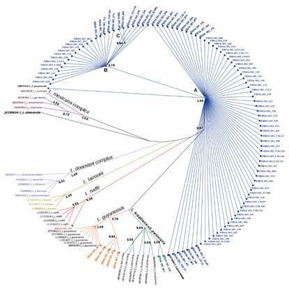 https://cdn.ncbi.nlm.nih.gov/pmc/blobs/53ff/8061342/708216e43f18/1678-8060-mioc-116-e200572-gf2.jpg