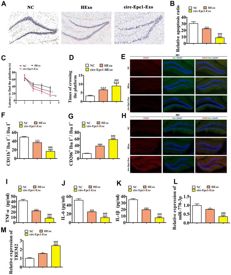 https://cdn.ncbi.nlm.nih.gov/pmc/blobs/5400/9037259/bcea6672c7c9/aging-14-203989-g006.jpg