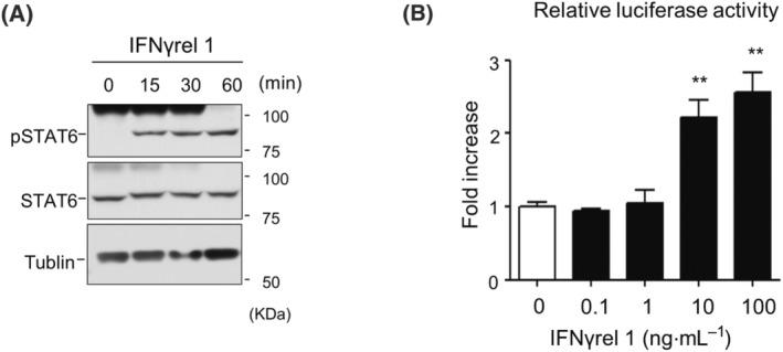 https://cdn.ncbi.nlm.nih.gov/pmc/blobs/5401/10988753/5d85249fcf30/FEB4-14-532-g003.jpg