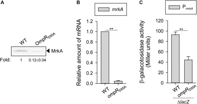https://cdn.ncbi.nlm.nih.gov/pmc/blobs/5403/6194325/6215749ed603/fmicb-09-02405-g003.jpg