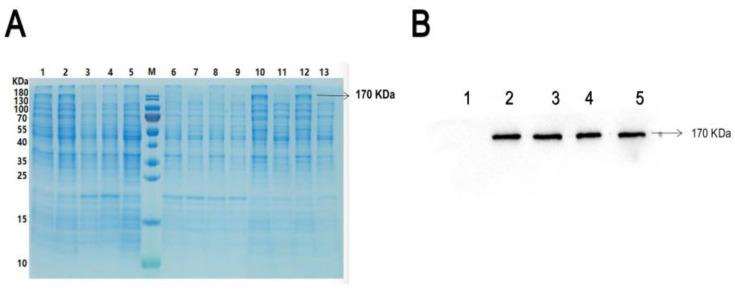 https://cdn.ncbi.nlm.nih.gov/pmc/blobs/5404/9966024/37ce9246cdab/pharmaceuticals-16-00218-g001.jpg