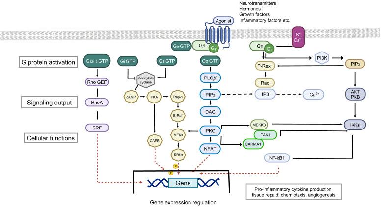 https://cdn.ncbi.nlm.nih.gov/pmc/blobs/5405/10671801/d142bfa0598f/ijms-24-16327-g003.jpg
