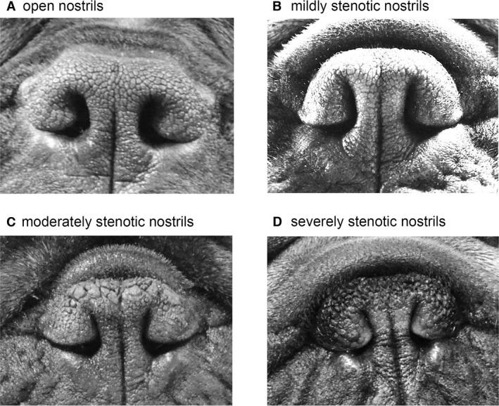 https://cdn.ncbi.nlm.nih.gov/pmc/blobs/540c/4913582/67f3d25392fe/JVIM-30-853-g001.jpg