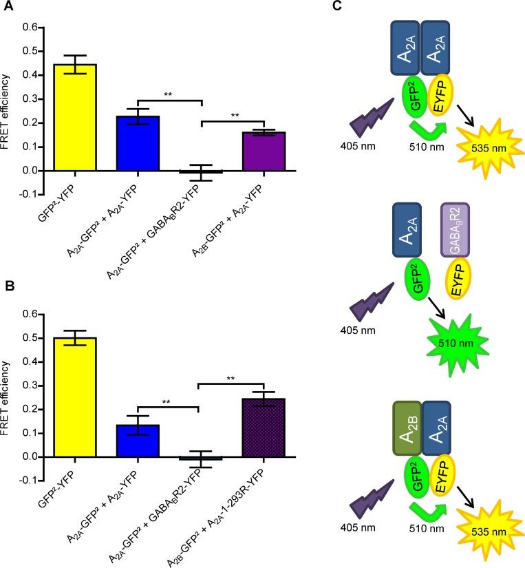 https://cdn.ncbi.nlm.nih.gov/pmc/blobs/540d/5862601/cc0a801dacc8/oncotarget-09-13593-g001.jpg