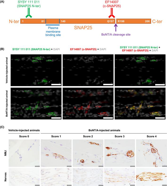https://cdn.ncbi.nlm.nih.gov/pmc/blobs/540d/8502944/e42248392269/PRP2-9-e00857-g001.jpg