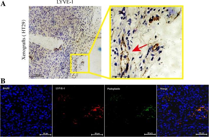 https://cdn.ncbi.nlm.nih.gov/pmc/blobs/540e/6616609/4124d836889c/11671_2019_3049_Fig2_HTML.jpg