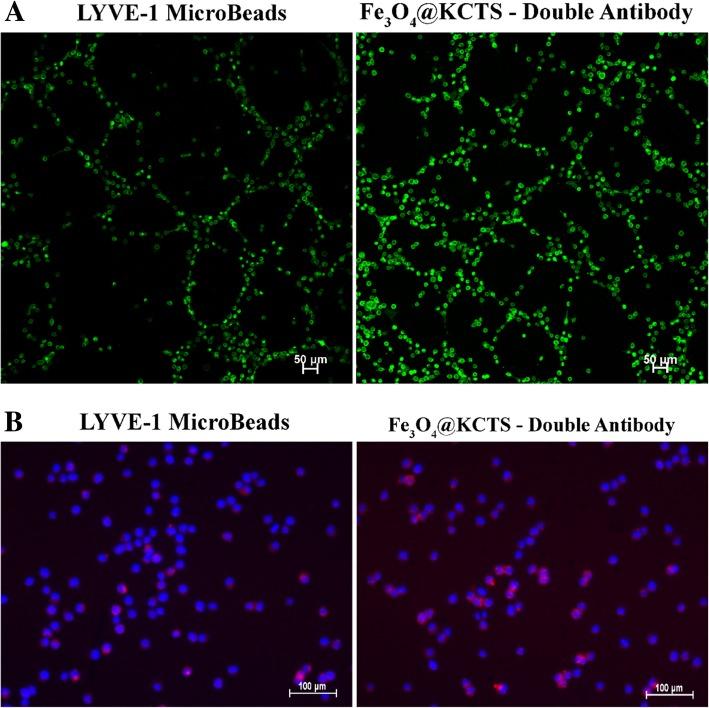 https://cdn.ncbi.nlm.nih.gov/pmc/blobs/540e/6616609/e1787108ec46/11671_2019_3049_Fig4_HTML.jpg