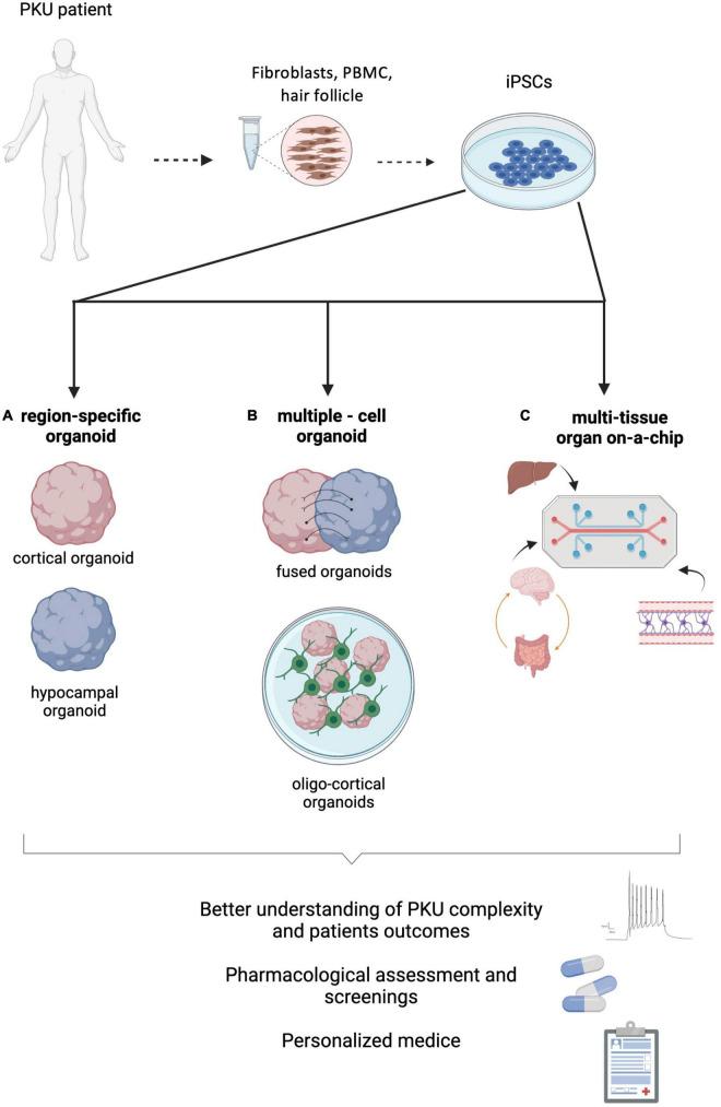 https://cdn.ncbi.nlm.nih.gov/pmc/blobs/5413/8784555/519d87a2ce85/fnmol-14-787242-g002.jpg