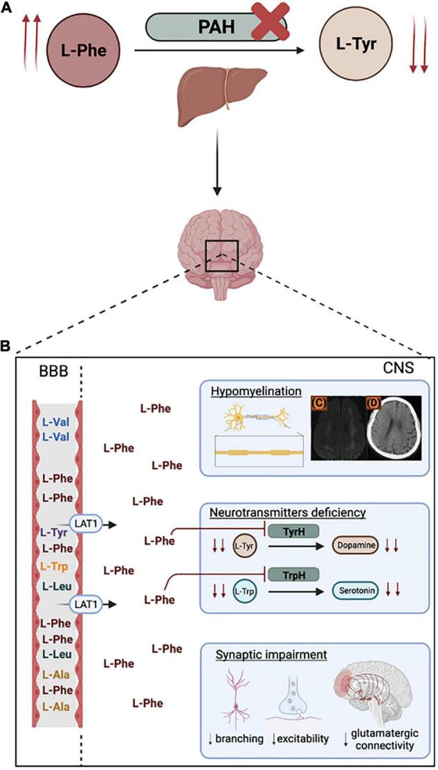 https://cdn.ncbi.nlm.nih.gov/pmc/blobs/5413/8784555/b5d8204f1bbe/fnmol-14-787242-g001.jpg