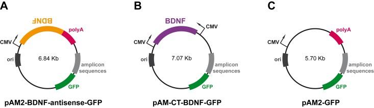 https://cdn.ncbi.nlm.nih.gov/pmc/blobs/5414/4783051/3a3e16d16679/pone.0150995.g001.jpg