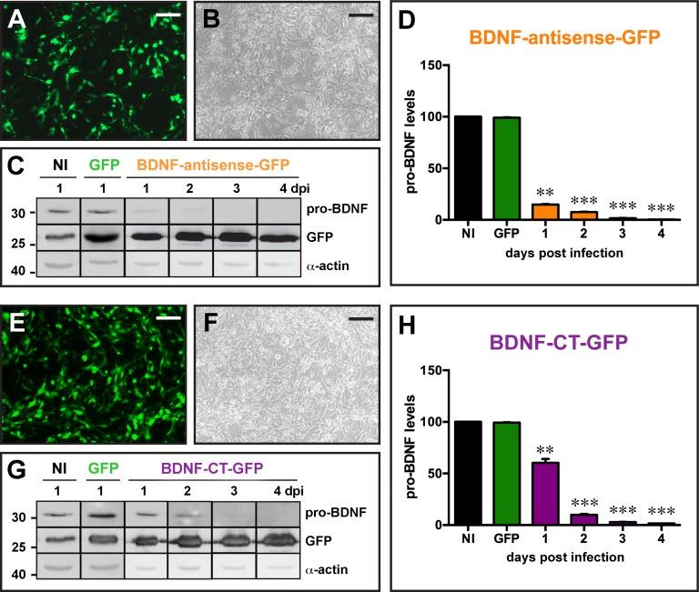 https://cdn.ncbi.nlm.nih.gov/pmc/blobs/5414/4783051/71433dbbc742/pone.0150995.g002.jpg