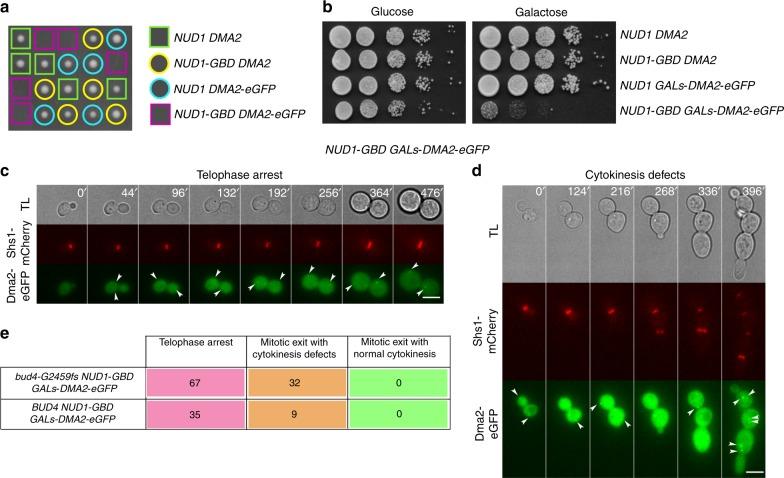 https://cdn.ncbi.nlm.nih.gov/pmc/blobs/5415/6193047/21ee4bd45539/41467_2018_6767_Fig6_HTML.jpg